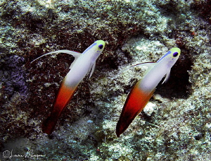 Fire Dartfish/Photographed at Bora Bora. by Laurie Slawson 